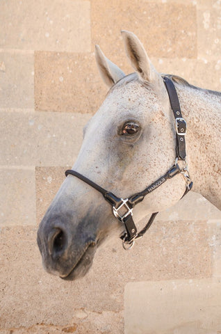 Harcour Honey Headcollar Black