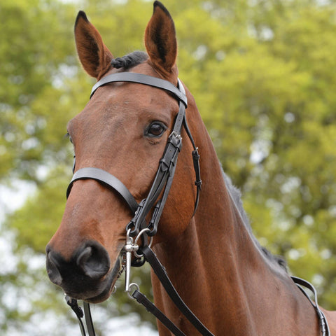 Kincade Show Weymouth Bridle
