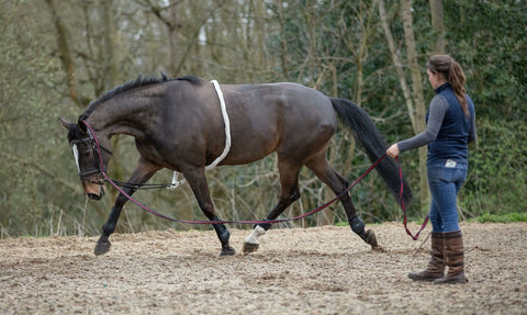Mark Todd Lunging Aid Full Cream