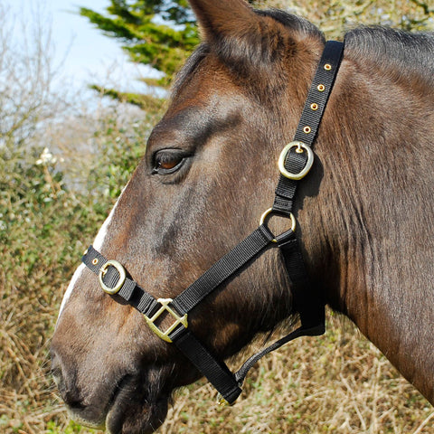Rhinegold Nylon Headcollar Black